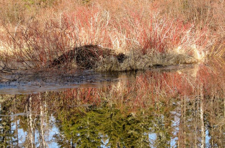 Beaver Lodge on Lake Vermilion