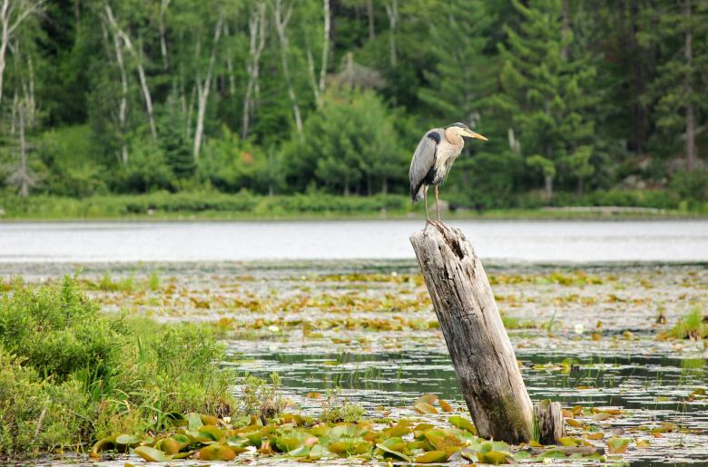 Great Blue Heron resting on a stump