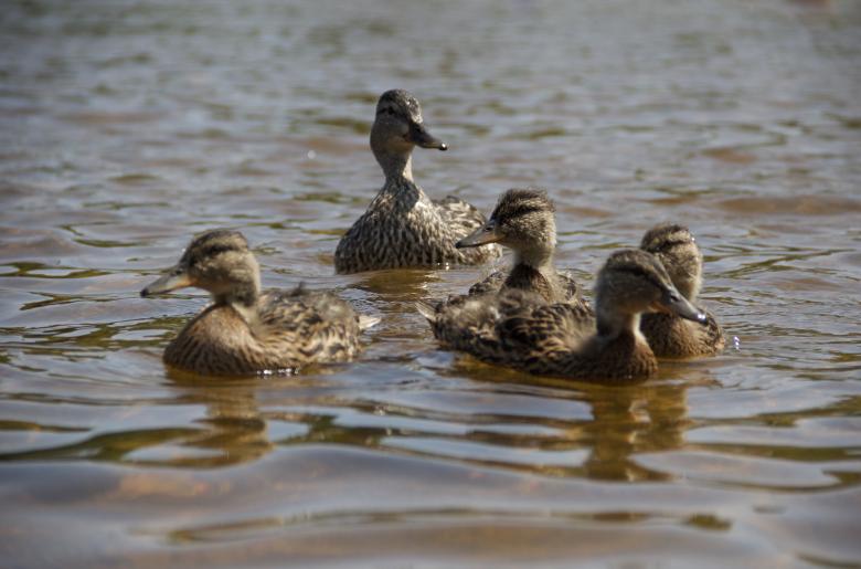 Family of Mallards on Lake Vermilion
